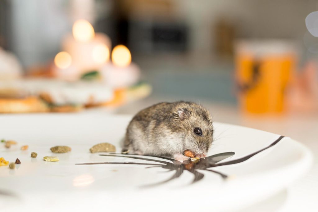mice control Sydney