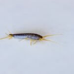 Silverfish Control Sydney: Effective Solutions to Protect Your Home from Silverfish Infestations