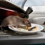 Rat Control Sydney: The Complete Guide to Protecting Your Home and Business