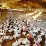 Common Mistakes to Avoid When Working with Chicken House Builders