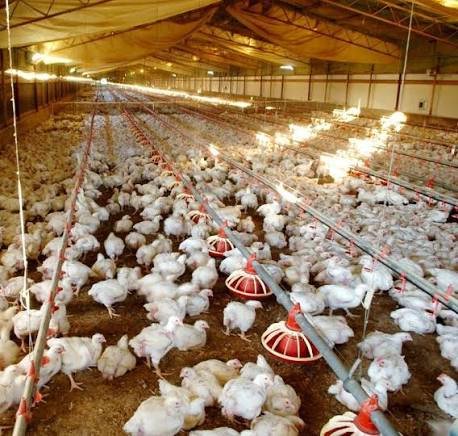 chicken house builders
