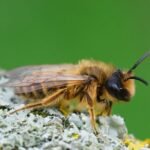 Wasp Control Sydney: Safe and Effective Solutions for Wasp Nest Removal and Prevention